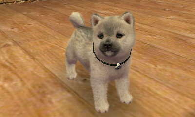 Nintendogs Cats すれちがい通信で送られてきた写真を紹介 その3 12枚目の写真 画像 インサイド