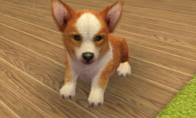 Nintendogs Cats すれちがい通信で送られてきた写真を紹介 その3 インサイド