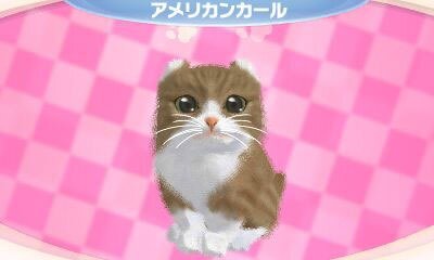 かわいい子猫３Ｄ