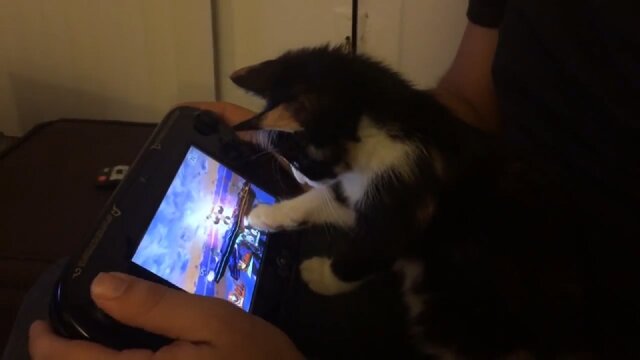 『スマブラ for Wii U』に興味津々な子猫がキュートすぎる！