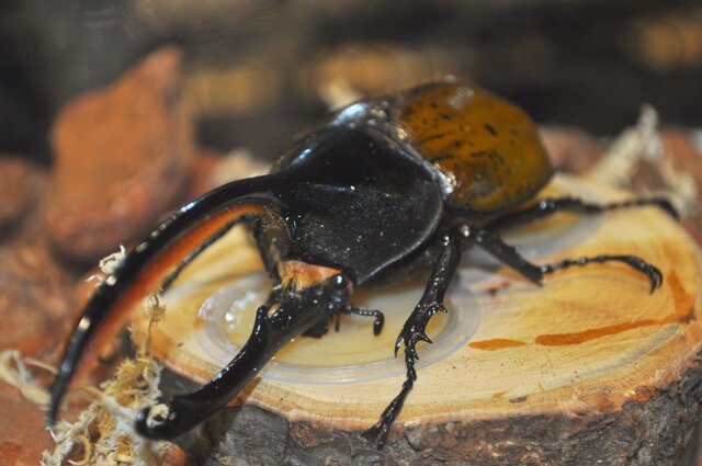 【レポート】【レポート】新作『新甲虫王者ムシキング』PRイベント…夏はスカイツリーで「大昆虫展」